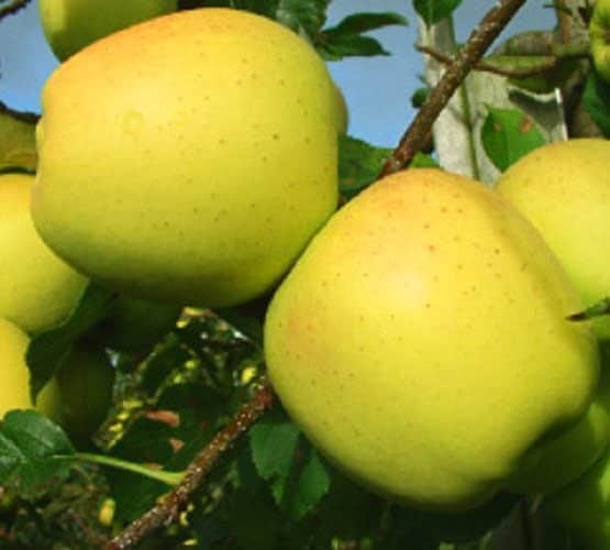 Golden Delicious